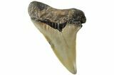 Fossil Broad-Toothed Mako Shark Tooth - North Carolina #235227-1